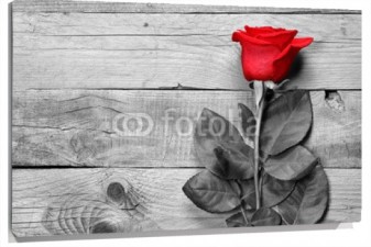 Lienzo Rosa roja en tabla de madera blanco y negro